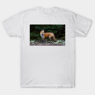 Red Fox - Algonquin Park, Canada T-Shirt